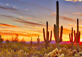 Sonoran Desert Night Tour Bachelor Party